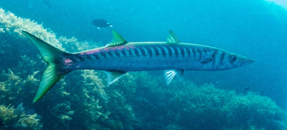 Cá nhồng sọc bơi qua rạn san hô rực rỡ