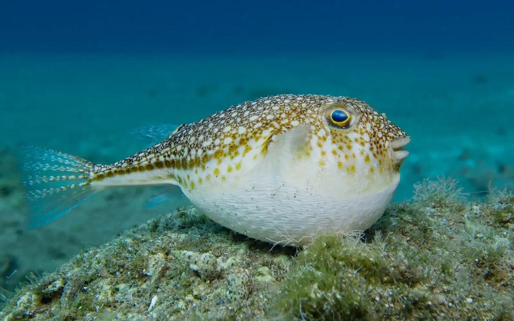 Cá nóc vàng rực rỡ giữa nền san hô trắng