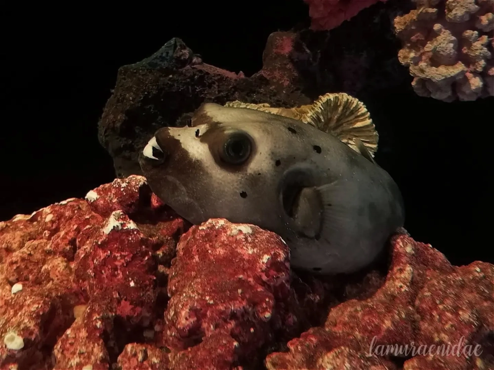 Chú cá nóc đang phồng to tròn trịa dưới đáy biển