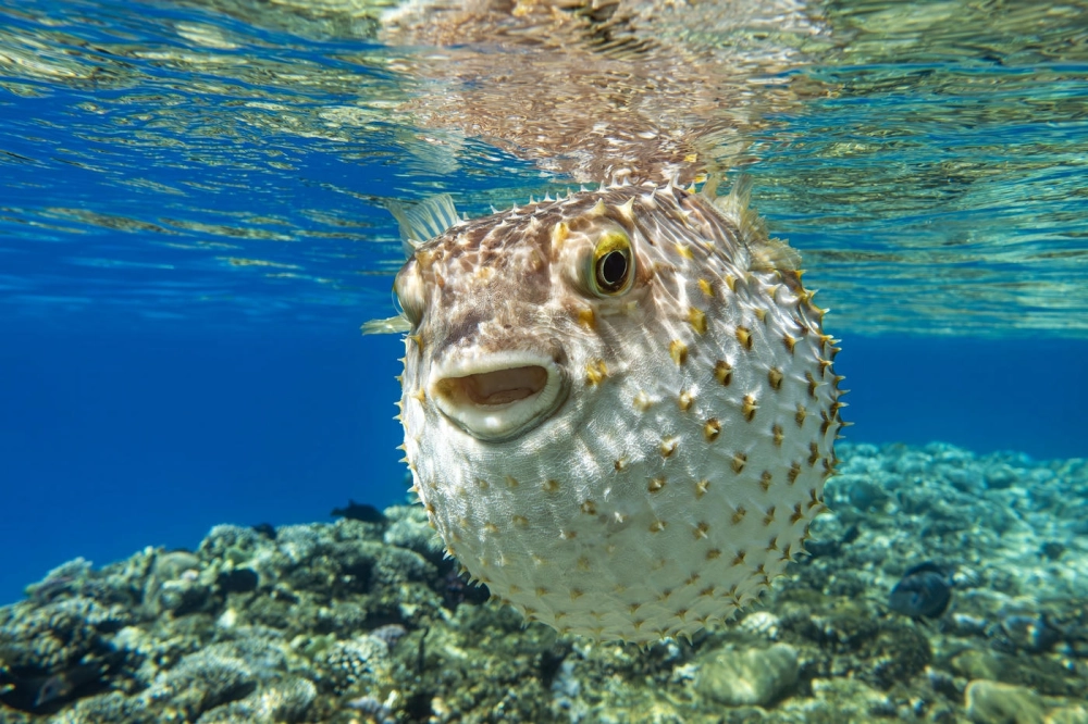 Ảnh chụp cá nóc từ phía trước trông rất ngộ nghĩnh