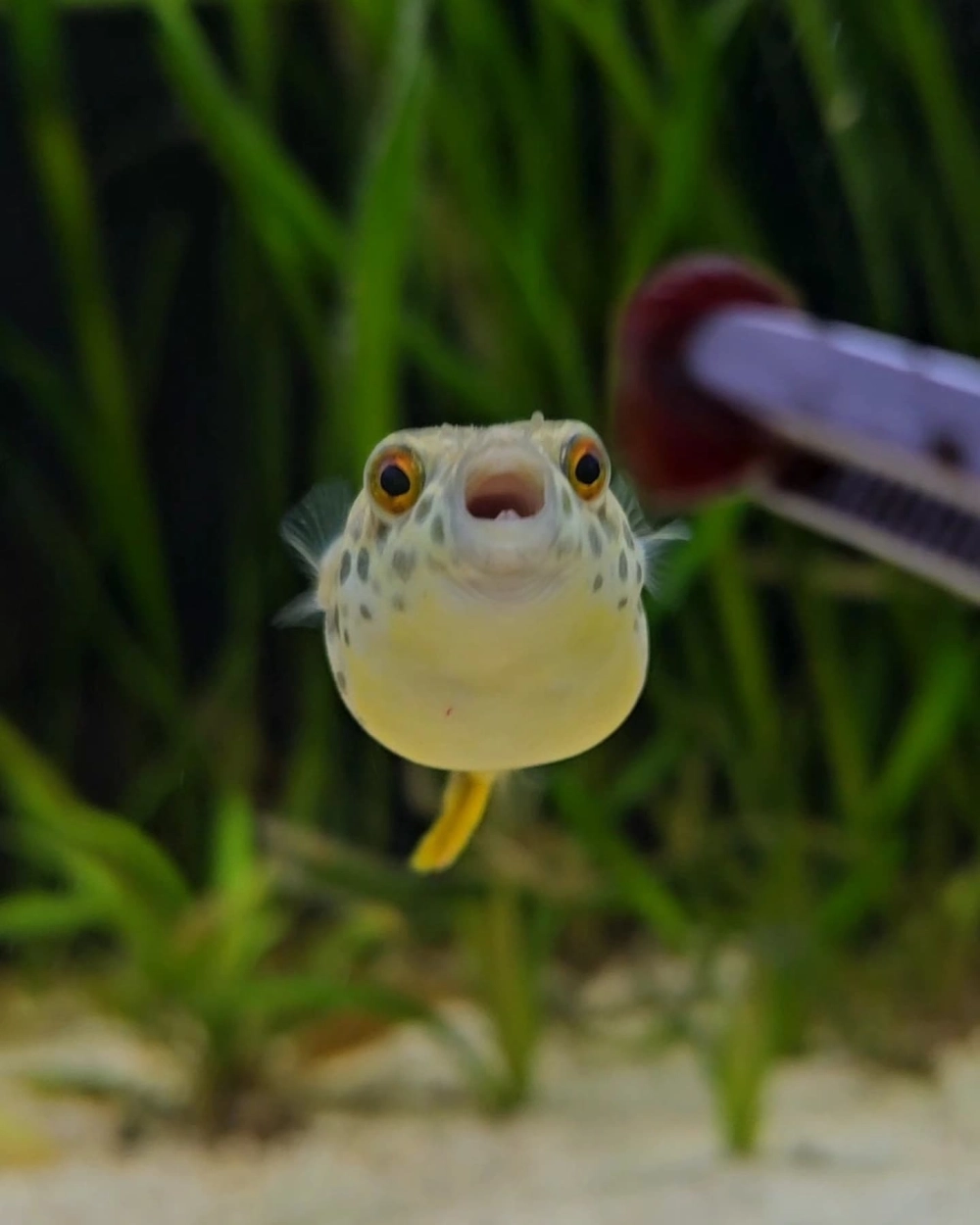 Cá nóc hổ bơi lội giữa rạn san hô rực rỡ