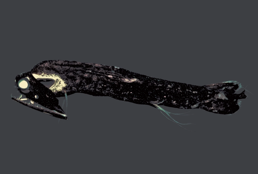 Màu sắc huyền bí của cá rồng biển sâu trong môi trường tự nhiên