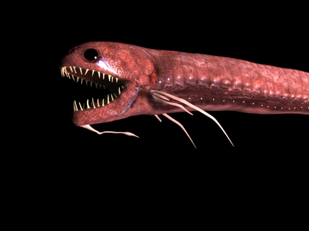 Cá rồng biển sâu bơi lội giữa tầng nước sâu tối mịt