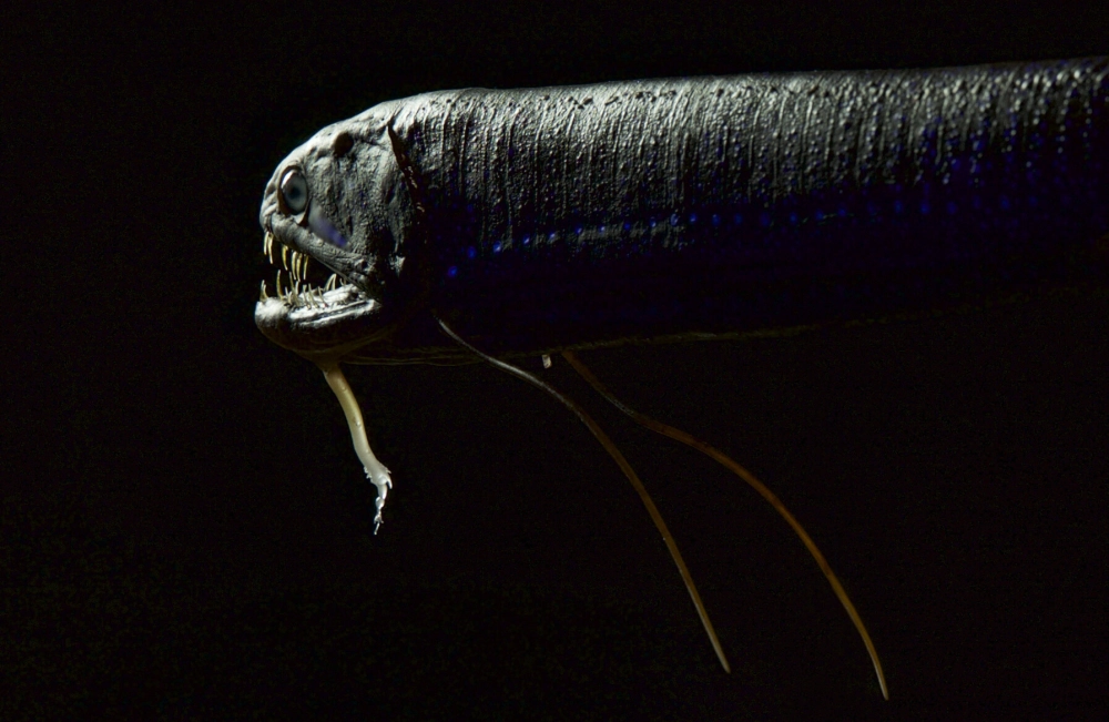 Cá rồng biển sâu săn mồi bằng xúc tu phát sáng