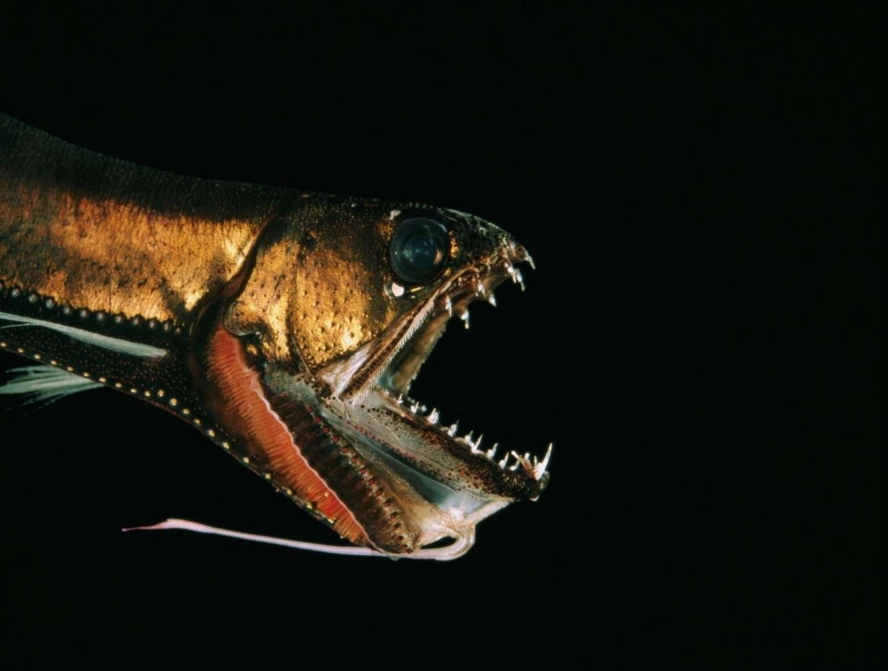 Cá rồng biển sâu tỏa ra làn sáng xanh huyền ảo