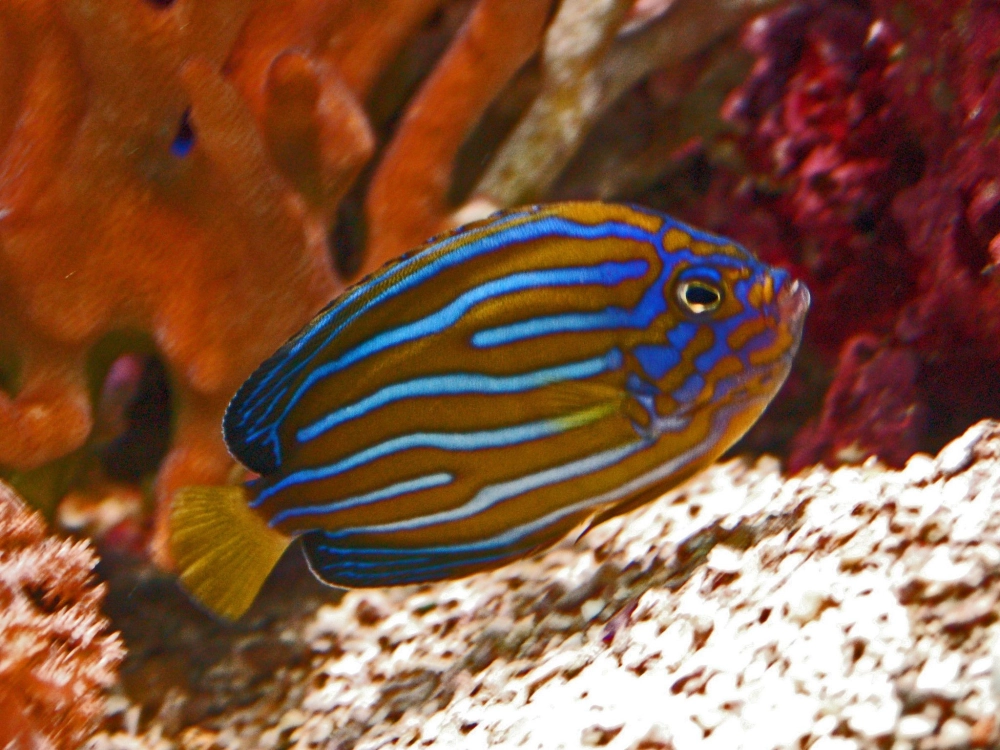 Cá thần tiên đuôi dài mềm mại như lụa trong nước