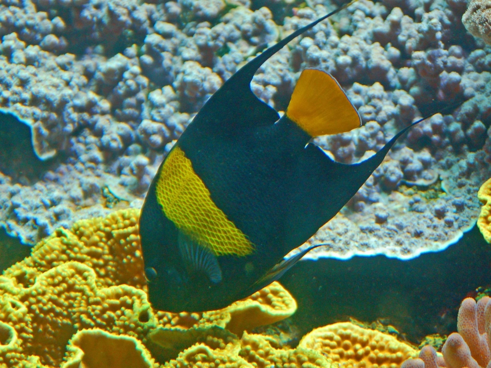 Hình chụp cá thần tiên nước ngọt phổ biến trong trang trí