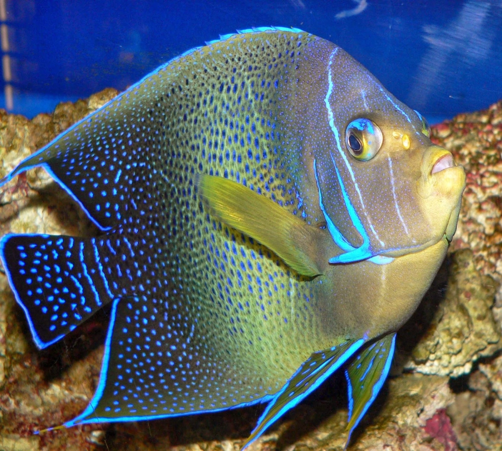 Khoảnh khắc cá thần tiên đớp mồi sinh động nhất