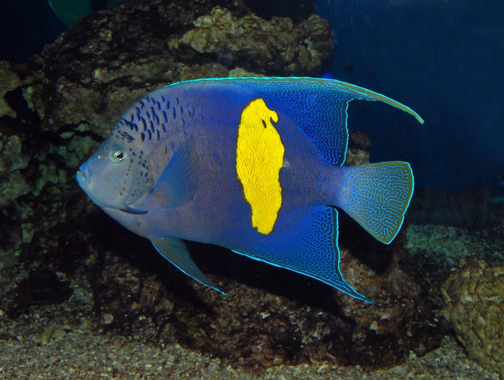 Đàn cá thần tiên nhỏ tung tăng bên đám rong biển