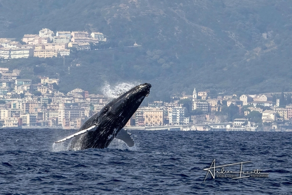 Chú cá voi lưng gù khổng lồ đang thực hiện cú nhảy ngoạn mục trên mặt biển xanh
