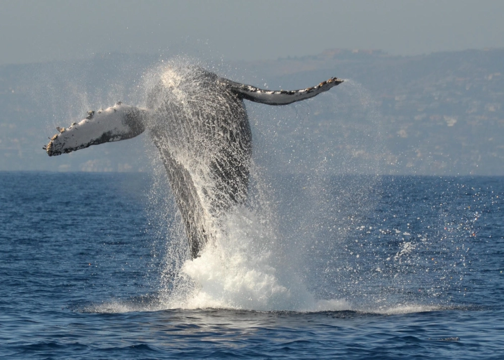 Chi tiết vây ngực dài đặc trưng của cá voi lưng gù