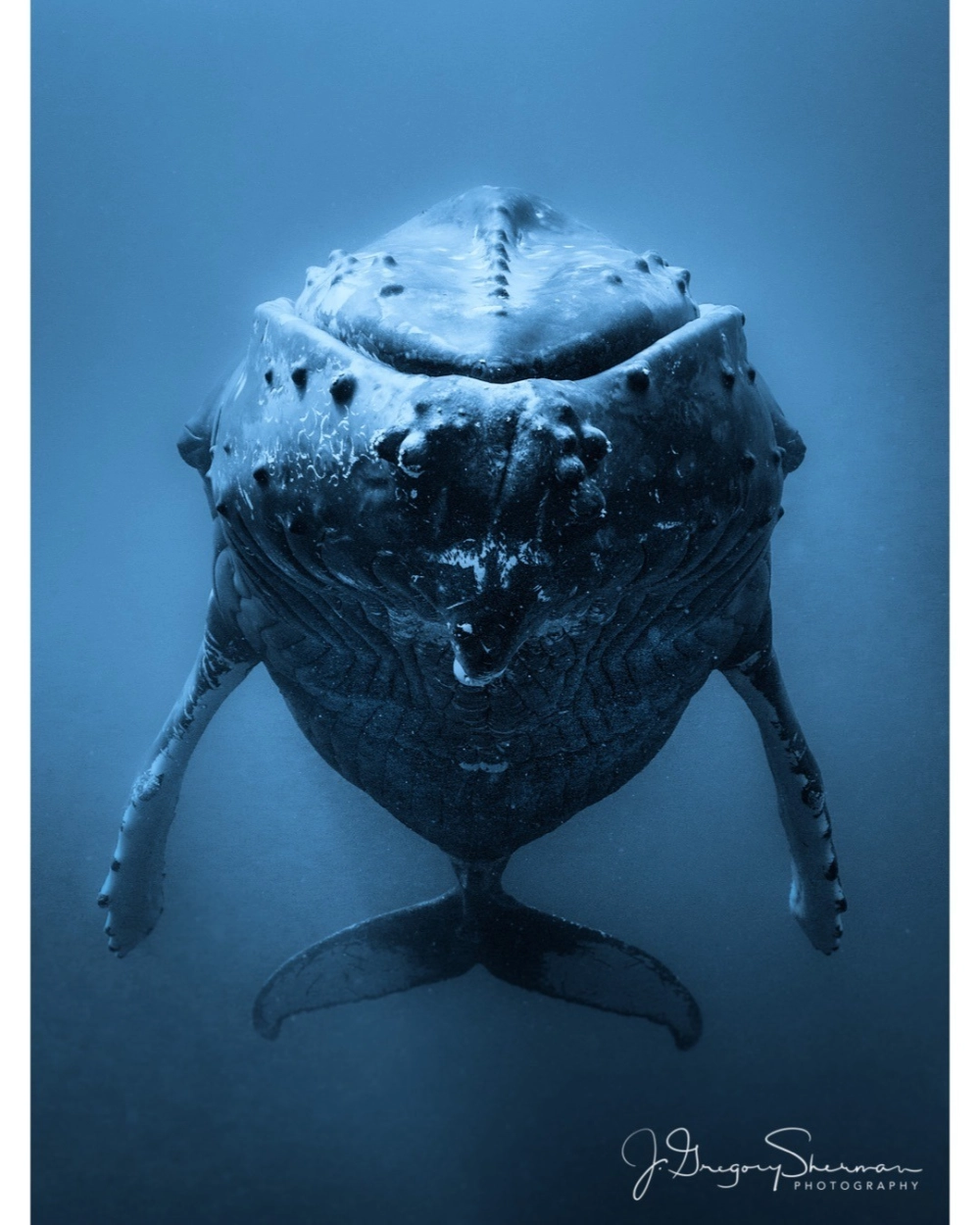 Cá voi lưng gù đang há miệng săn mồi trong đàn cá nhỏ