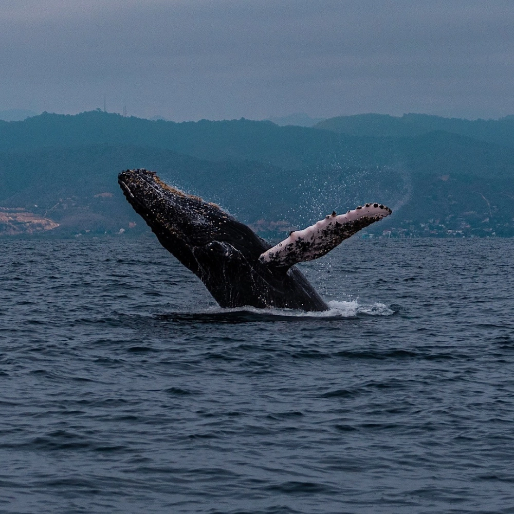 Cận cảnh làn da đặc trưng của loài cá voi lưng gù