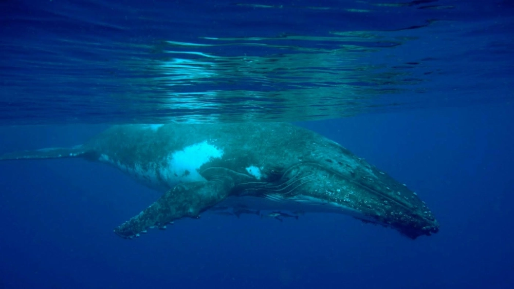 Cá voi lưng gù con tinh nghịch tập nhảy cùng mẹ