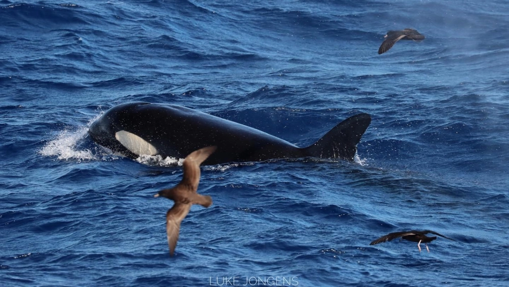 Cá voi sát thủ thực hiện cú nhảy nghệ thuật trên sóng nước