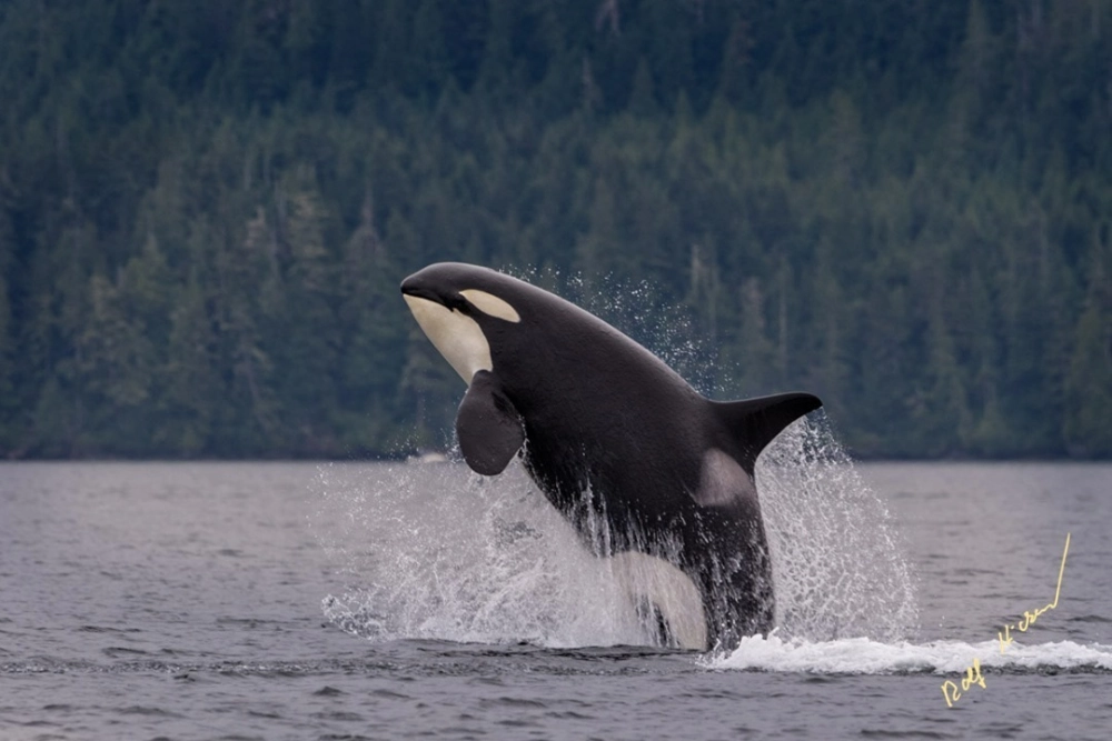 Bóng dáng cá voi sát thủ dưới ánh hoàng hôn rực rỡ trên biển