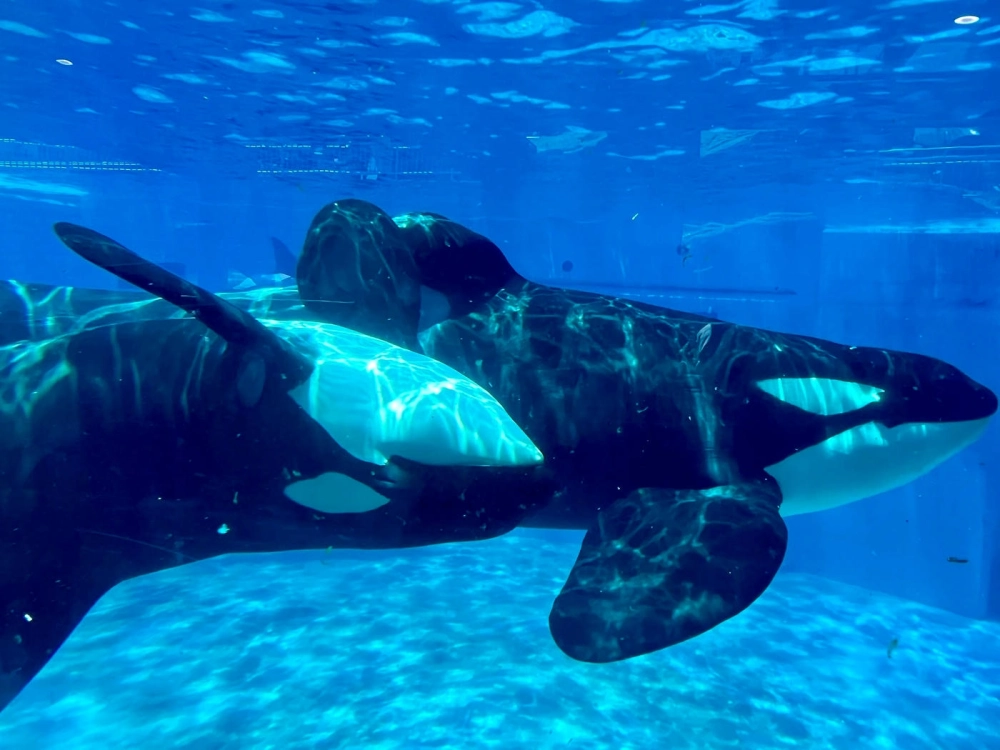 Cá voi sát thủ tương tác cùng bầy đàn giữa đại dương bao la