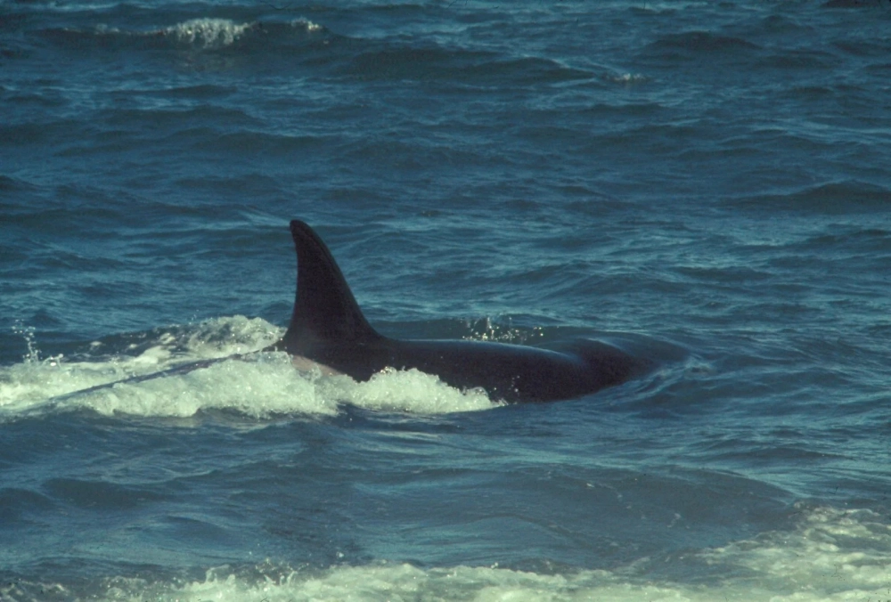 Vẻ đẹp uy nghi của cá voi sát thủ giữa bão táp đại dương