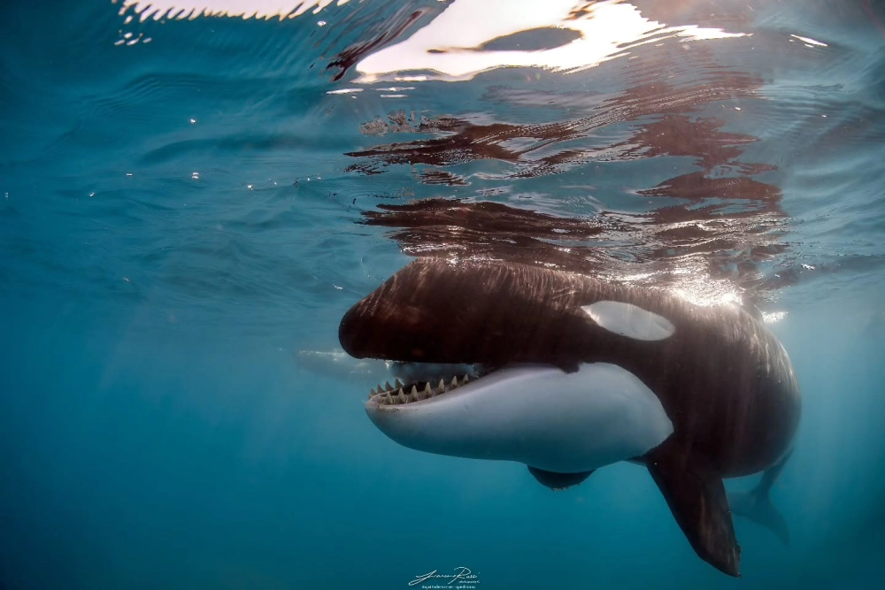 Cá voi sát thủ nhô đầu quan sát môi trường xung quanh biển cả