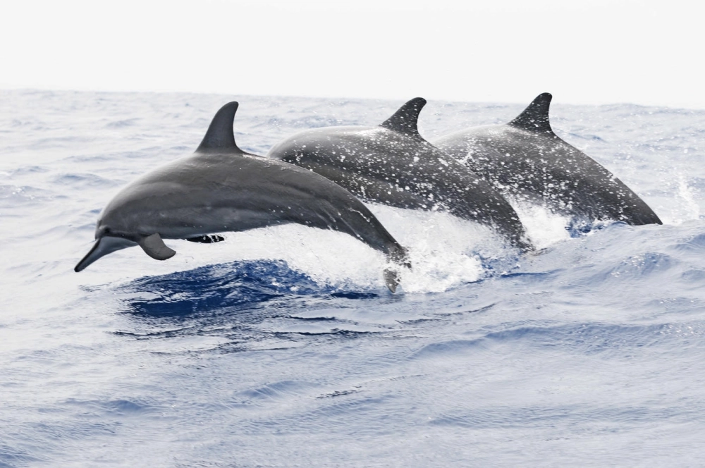 Cá voi sát thủ thổi bong bóng nước tạo hình ảnh thú vị