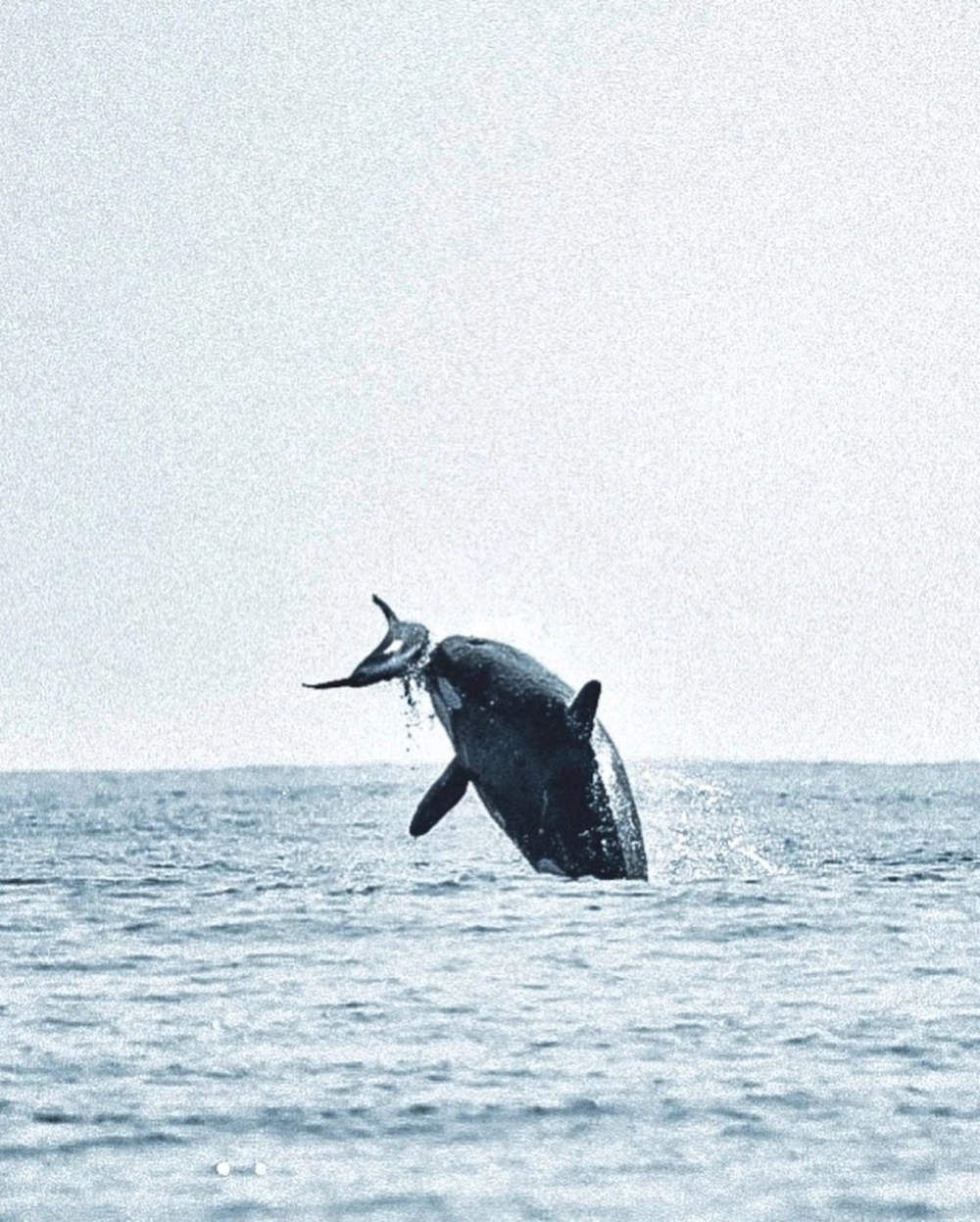 Khoảnh khắc cá voi sát thủ săn mồi tại vùng biển Nam Cực