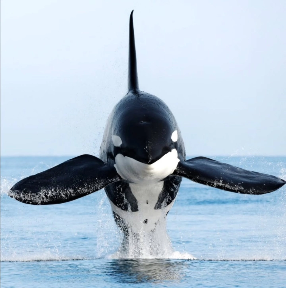 Cá voi sát thủ mẹ và con bơi song hành đầy tình cảm