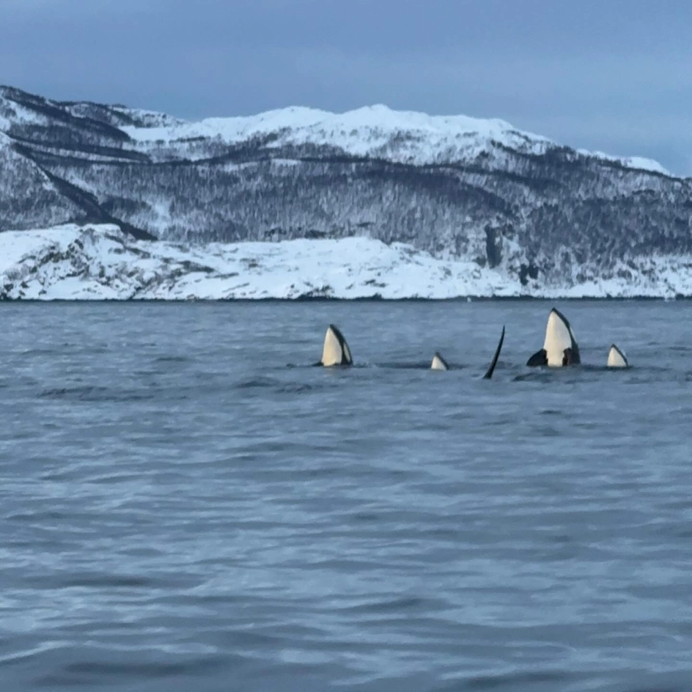 Đàn cá voi sát thủ di cư qua vùng biển lạnh giá