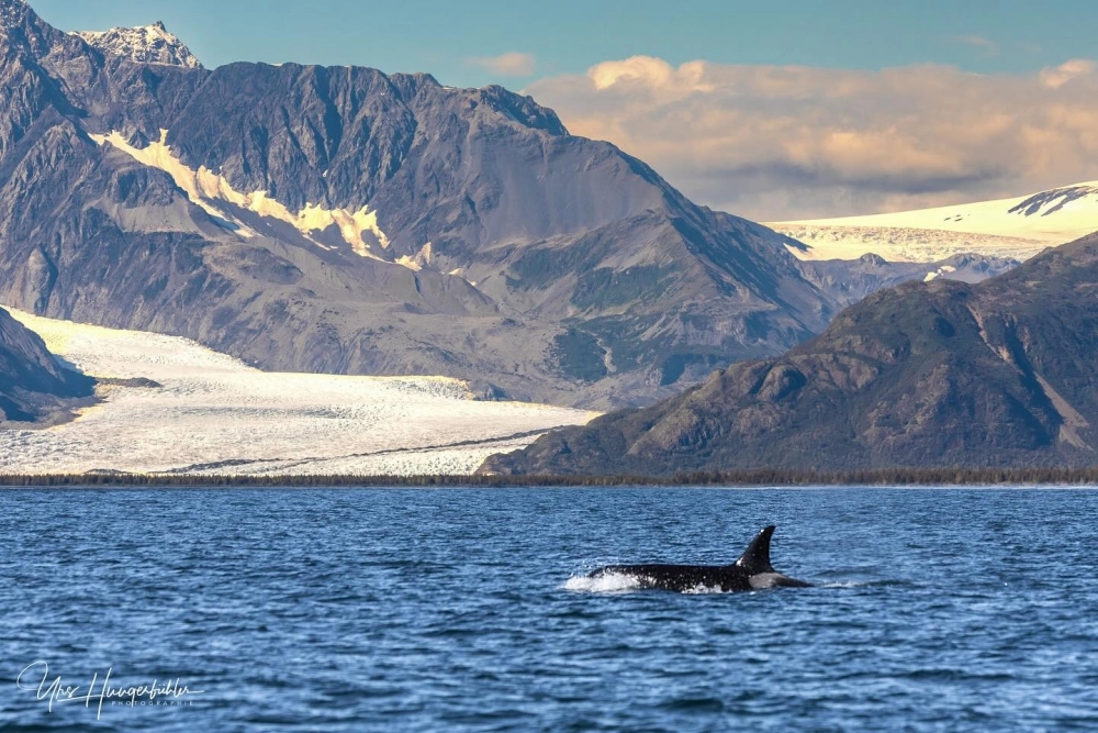 Cá voi sát thủ bơi lội uyển chuyển dưới ánh nắng mặt trời