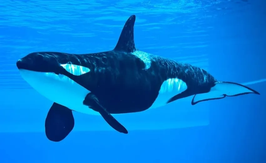 Hình ảnh killer whale show SeaWorld từng gây sốt