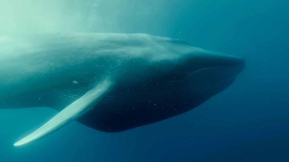 Cá voi xanh tung mình lên khỏi mặt nước ấn tượng