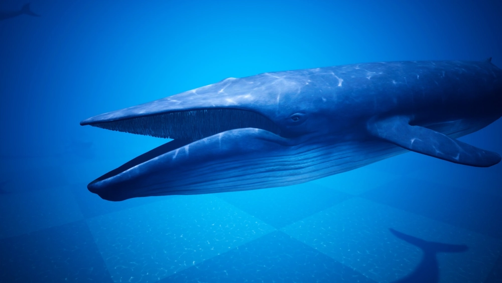 Bóng mờ của cá voi xanh dưới làn nước trong vắt