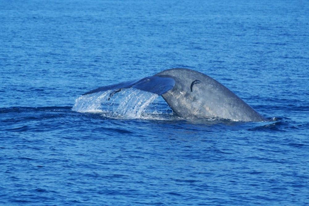 Hình ảnh cá voi xanh lung linh dưới ánh trăng đêm