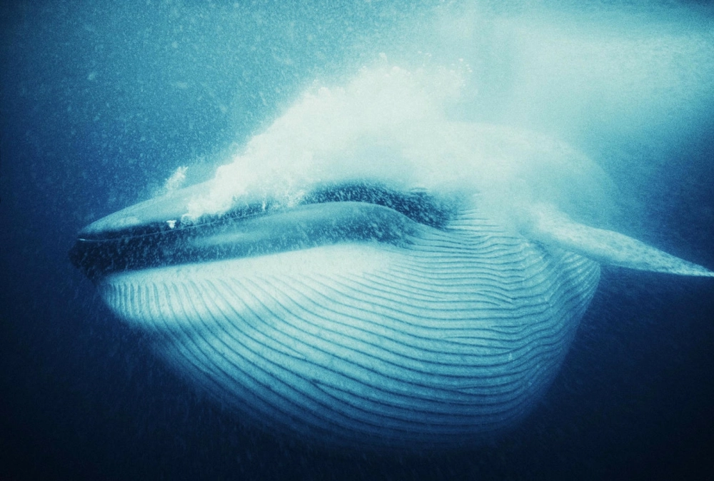 Cá voi xanh bơi giữa vùng biển xanh ngọc bích