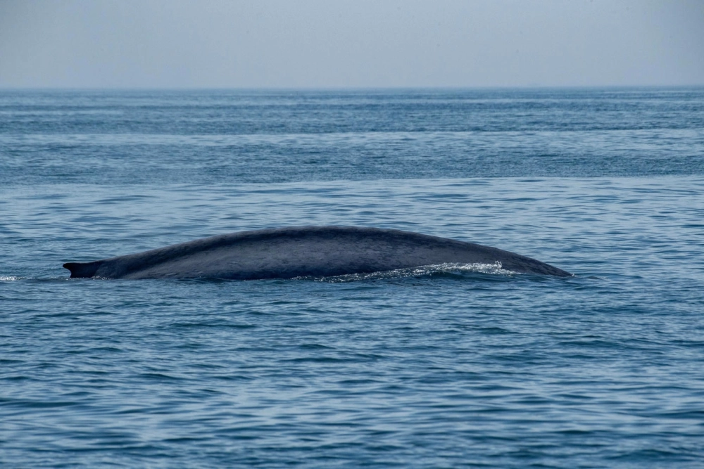 Hình ảnh cá voi xanh bơi cùng con nhỏ bình yên