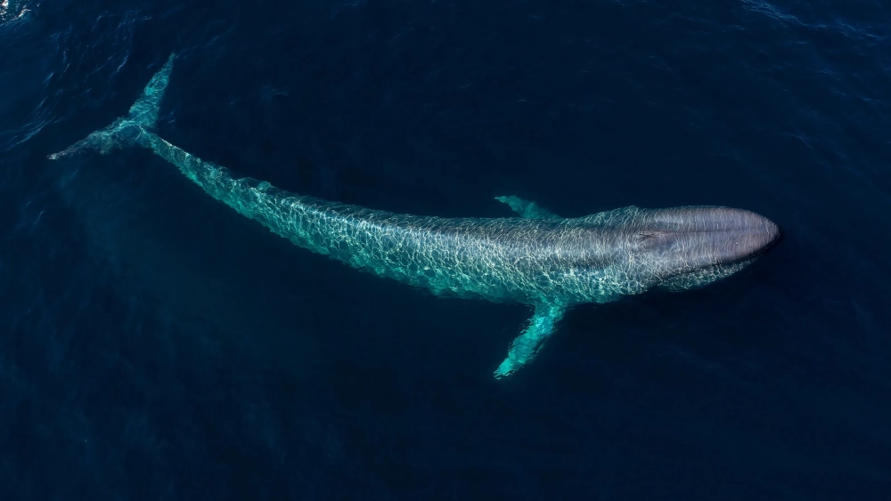 Ảnh chụp đen trắng đầy nghệ thuật về cá voi xanh