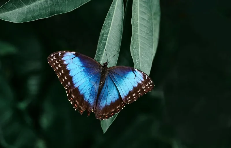 Mỏng manh và tinh tế là cánh bướm mỏng