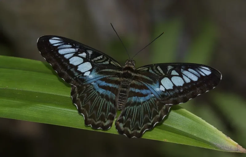 Nghệ thuật tự nhiên trên cánh bướm hoa văn