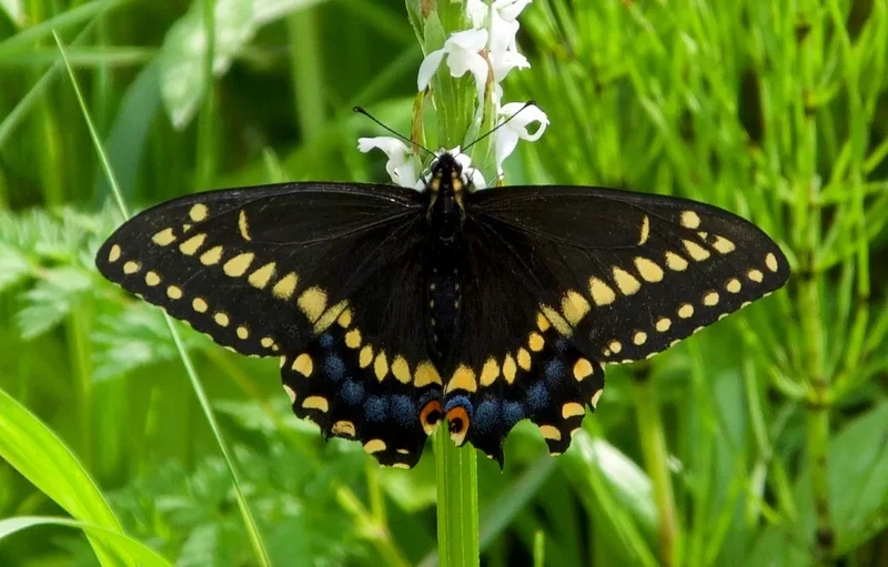 Hòa hợp với môi trường nhờ cánh bướm nền thiên nhiên