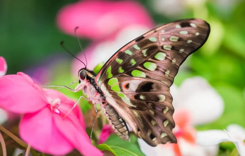 Cảm hứng sáng tạo từ cánh bướm nghệ thuật