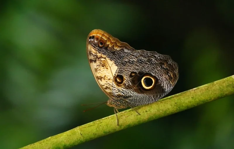 Trang trí màn hình với cánh bướm làm hình nền