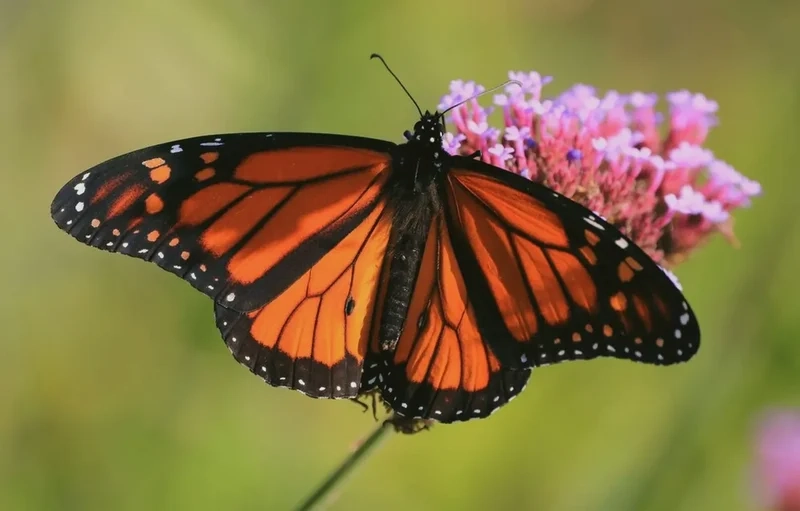 Khám phá cấu trúc tuyệt vời của cánh bướm cấu trúc