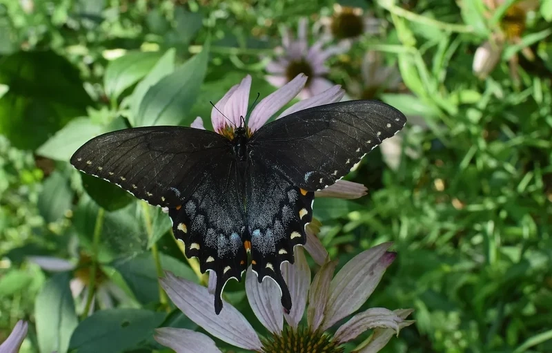 Đặc điểm của cánh bướm qua ảnh côn trùng đầy cuốn hút