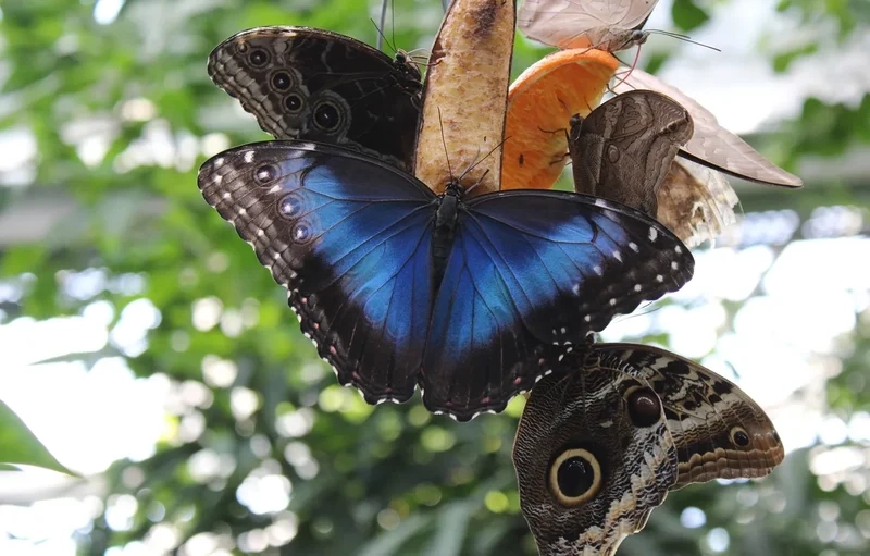 Tìm hiểu khoa học qua cánh bướm sinh học