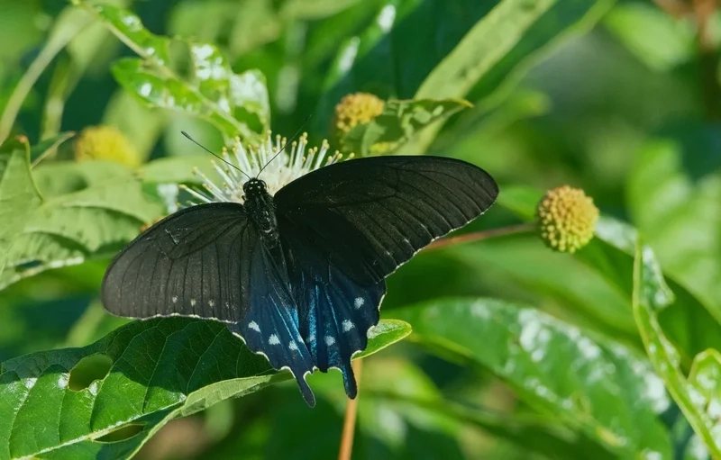 Vẻ đẹp tự nhiên tuyệt mỹ với cánh bướm tự nhiên đẹp