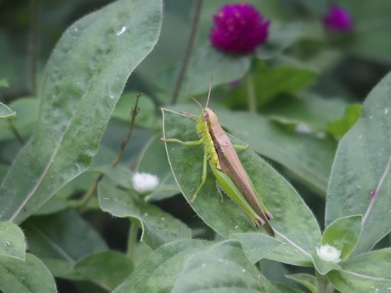 Khám phá cào cào trong tự nhiên đầy sống động