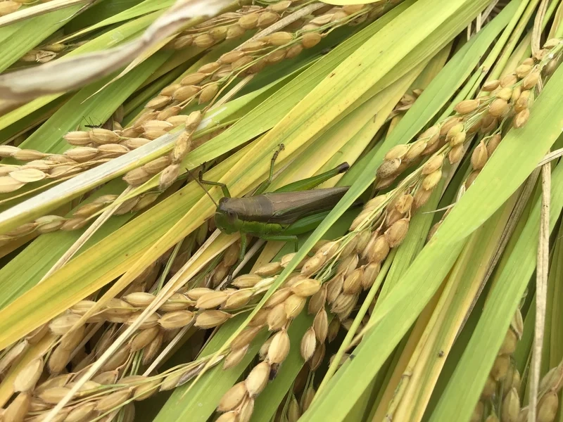 Lưu lại hình ảnh cào cào sắc nét và tinh tế