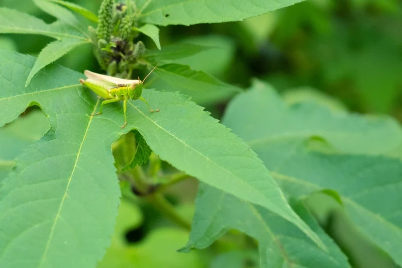 Thưởng thức cào cào hoang dã tự do tung cánh