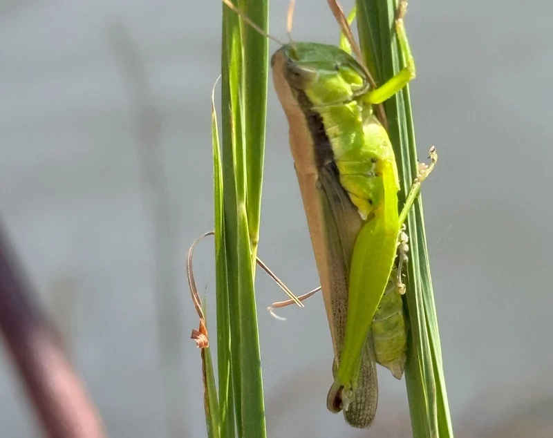 Chiêm ngưỡng cào cào màu xanh nổi bật trên lá