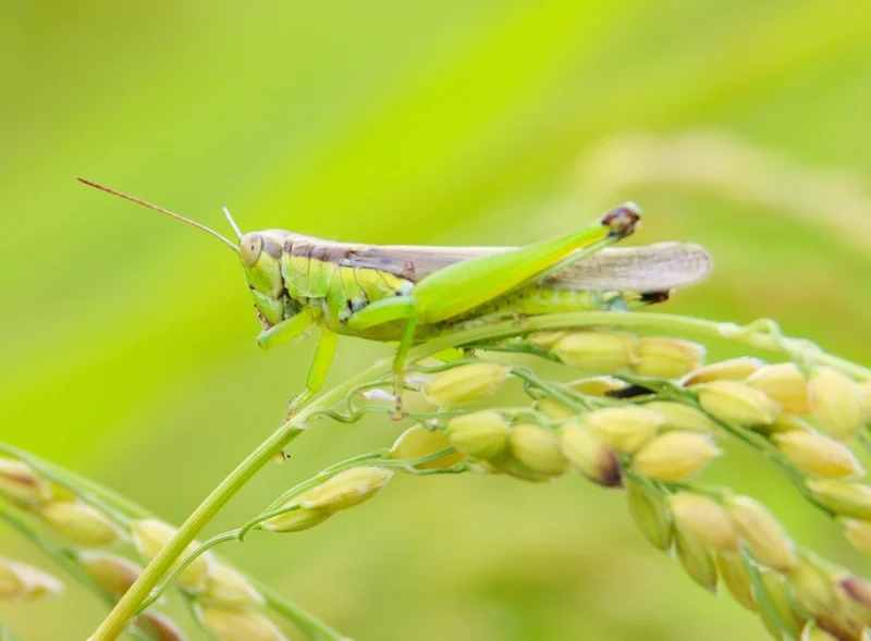Tìm hiểu cào cào sinh học và vai trò trong môi trường