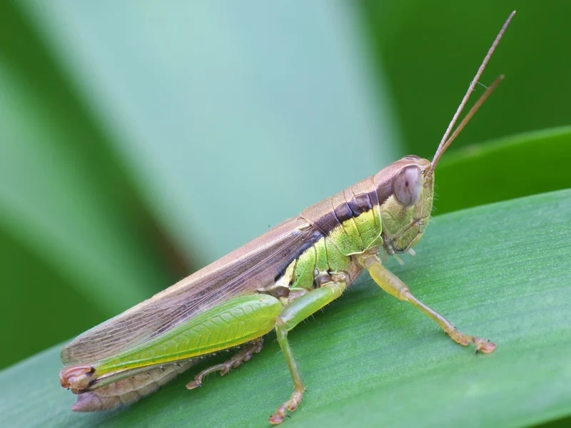 Hòa mình vào cào cào nền thiên nhiên yên bình